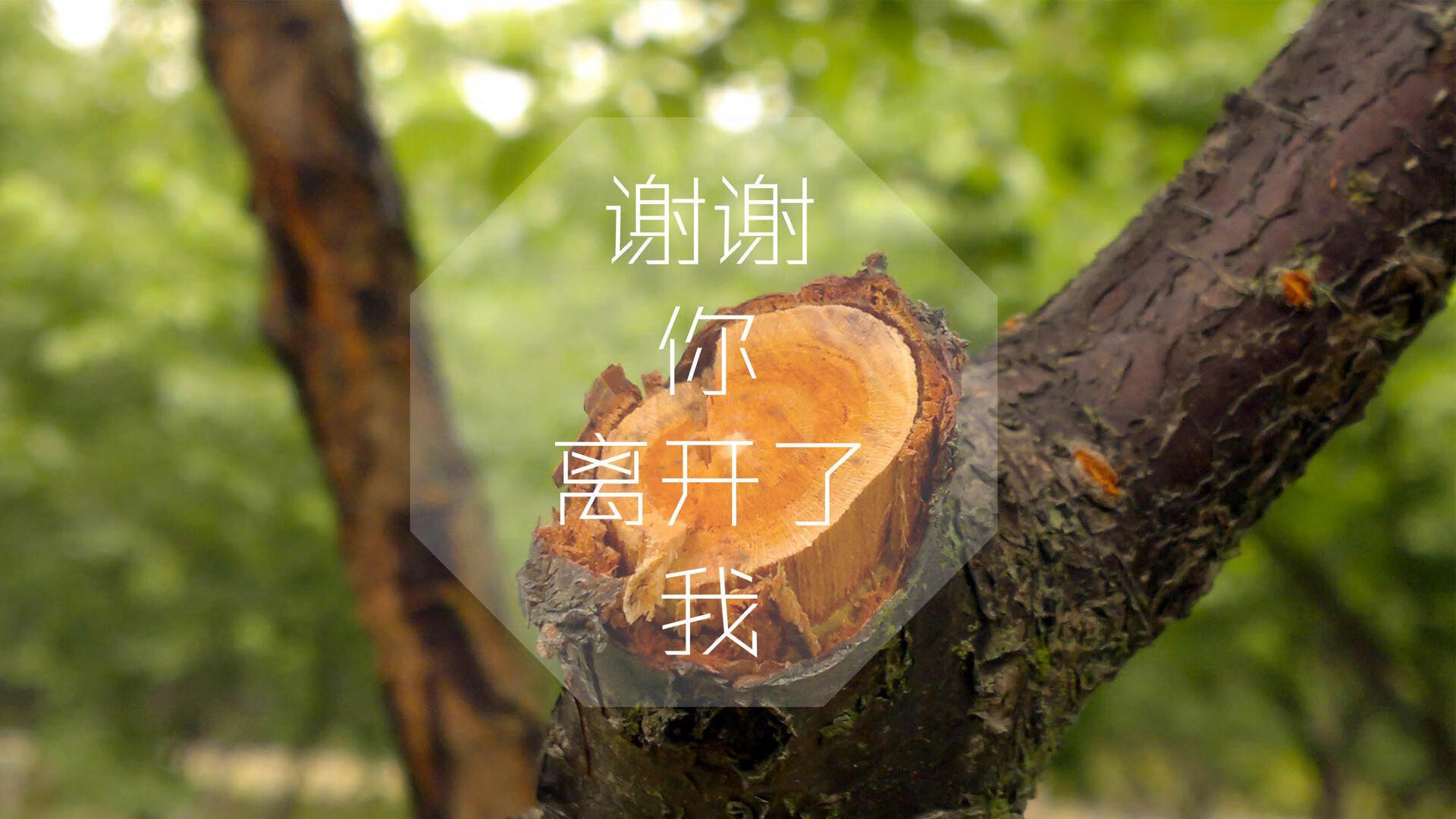 凯撒酋长与阿尔阿赫利体育俱乐部达成合作协议，恺撒酋长