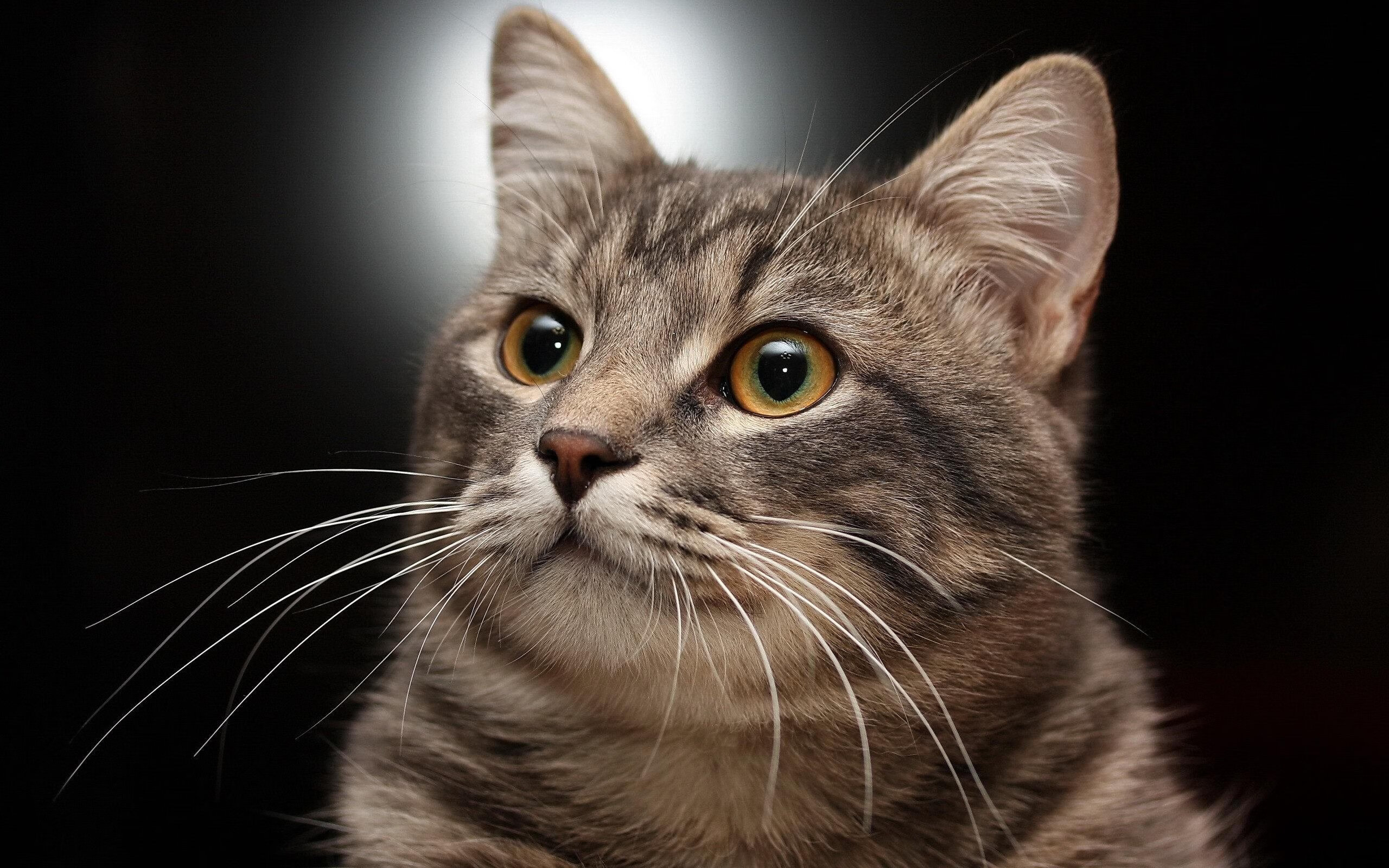 掘金全面发挥轻松战胜猛龙，掘金对猛龙直播